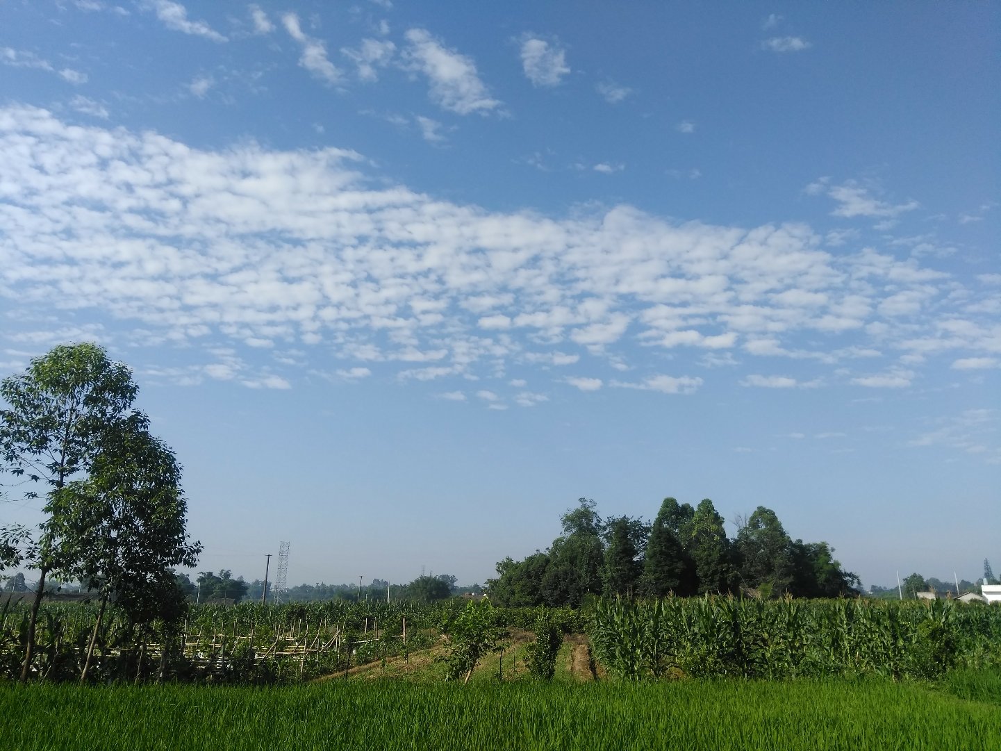 长秋乡天气预报更新通知